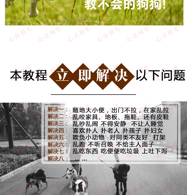 训犬视频教程大全