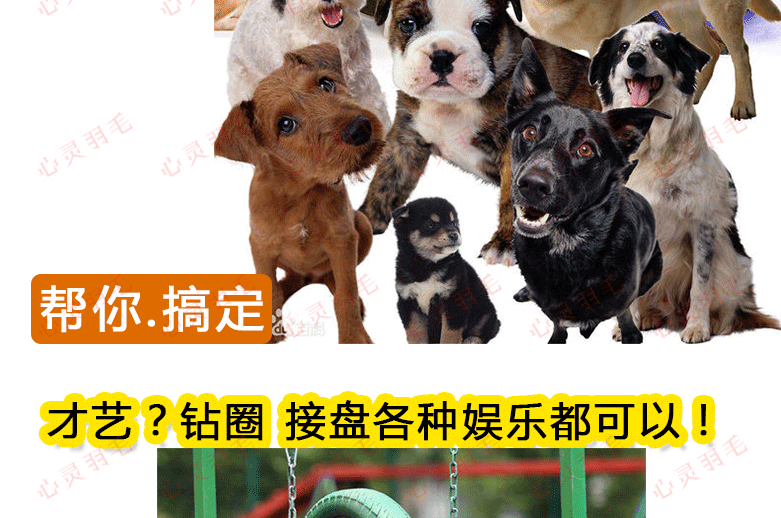 训犬视频教程大全