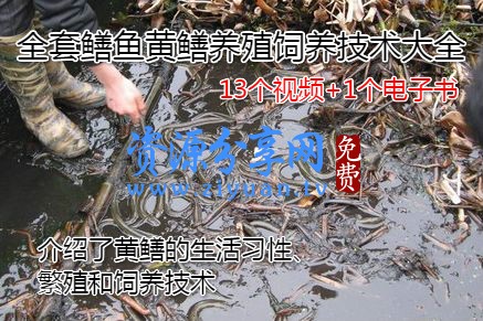 鳝鱼黄鳝养殖饲养技术资料视频教程大全