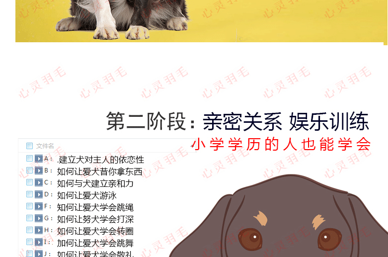 训犬视频教程大全