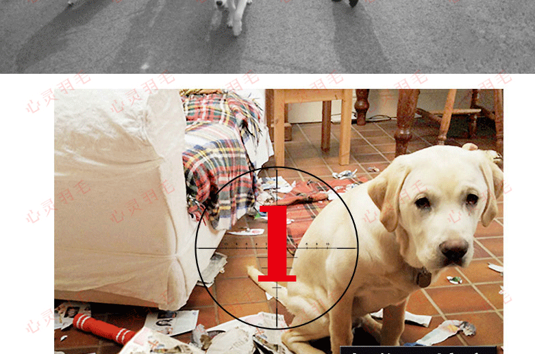 训犬视频教程大全