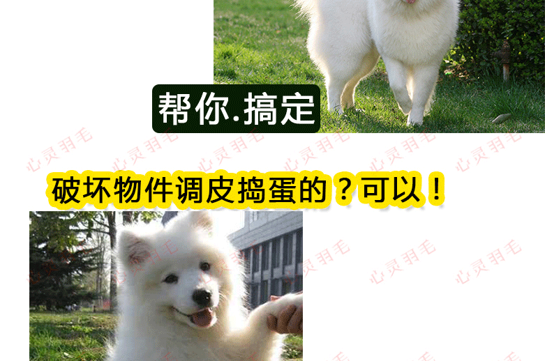 训犬视频教程大全