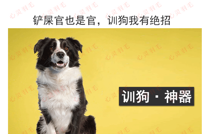 训犬视频教程大全