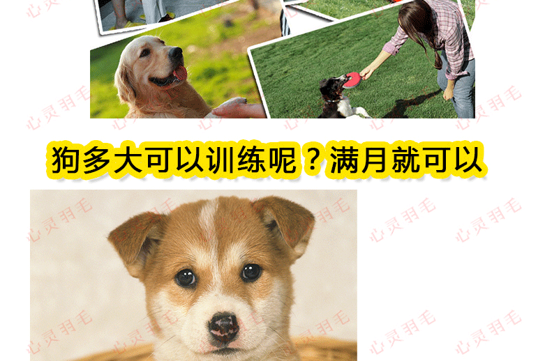 训犬视频教程大全