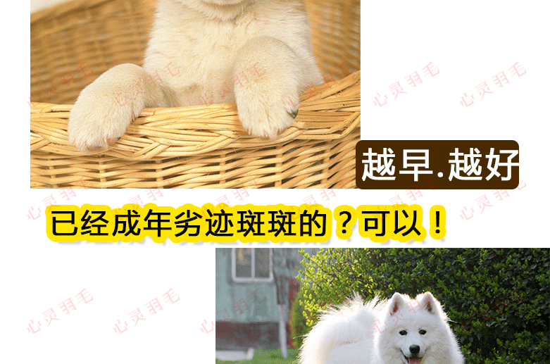 训犬视频教程大全