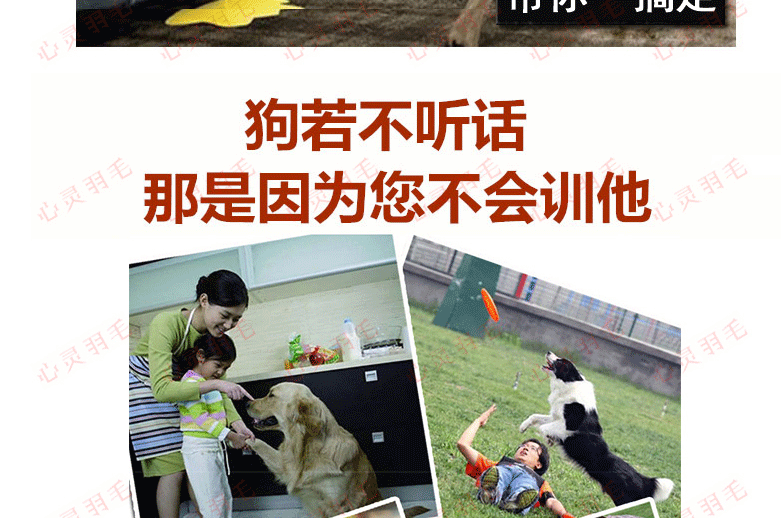 训犬视频教程大全