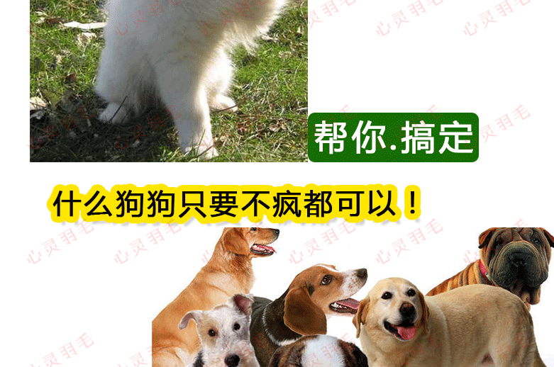 训犬视频教程大全
